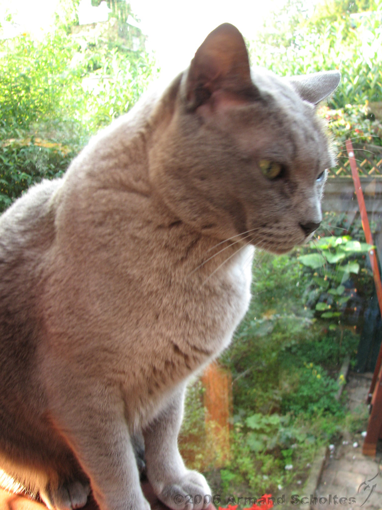 2006-09-11_Caressa_Toto_052.jpg