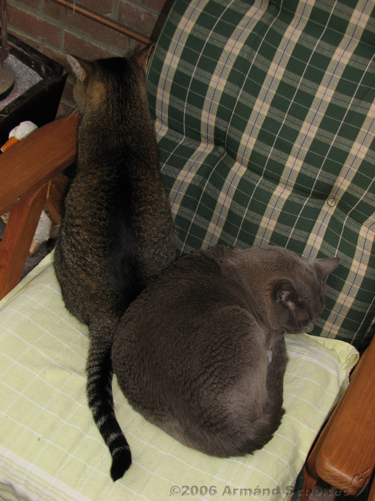 2006-09-11_Caressa_Toto_058.jpg