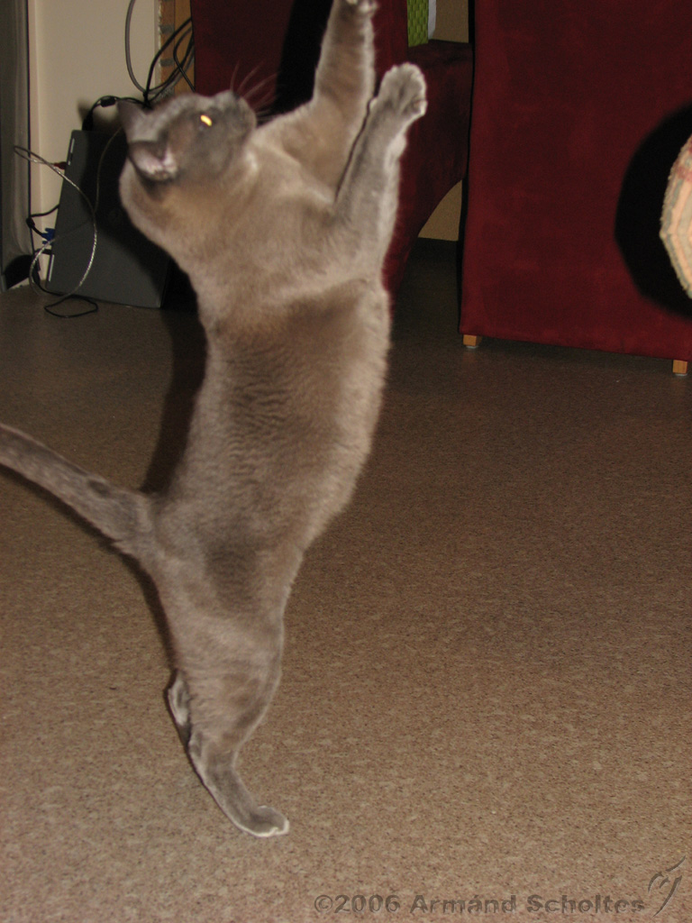 2006-09-11_Caressa_Toto_066.jpg