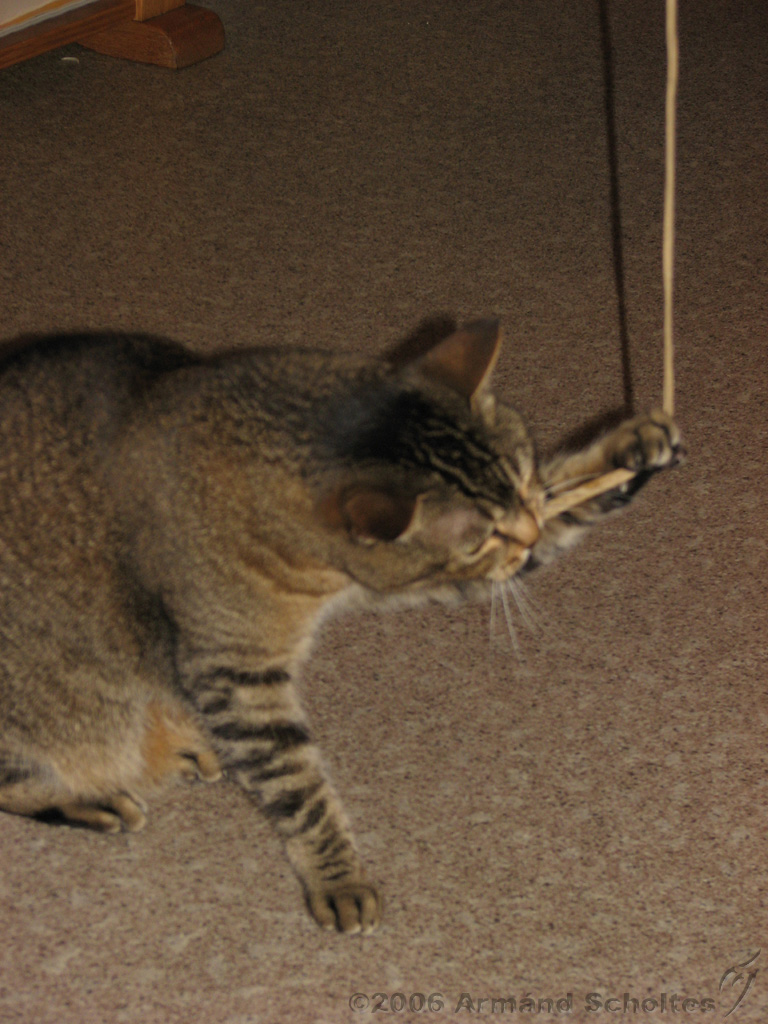 2006-09-11_Caressa_Toto_068.jpg