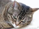 2006-06-18_Caressa_Toto_001