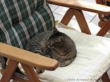 2006-06-18_Caressa_Toto_003