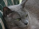 2006-06-18_Caressa_Toto_005