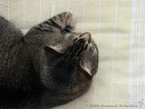 2006-06-18_Caressa_Toto_007