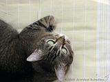 2006-06-18_Caressa_Toto_008