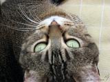 2006-06-18_Caressa_Toto_009