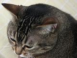 2006-06-18_Caressa_Toto_010