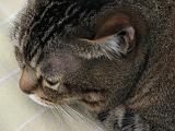 2006-06-18_Caressa_Toto_011