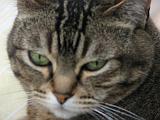 2006-06-18_Caressa_Toto_012