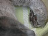 2006-06-18_Caressa_Toto_013