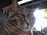 2006-09-11_Caressa_Toto_003