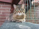 2006-09-11_Caressa_Toto_005
