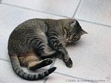2006-09-11_Caressa_Toto_006