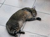 2006-09-11_Caressa_Toto_008