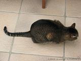 2006-09-11_Caressa_Toto_009
