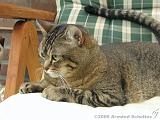 2006-09-11_Caressa_Toto_014