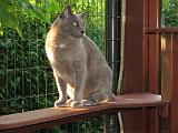2006-09-11_Caressa_Toto_023