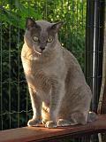2006-09-11_Caressa_Toto_025