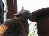 2006-09-11_Caressa_Toto_033