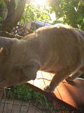 2006-09-11_Caressa_Toto_037