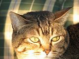 2006-09-11_Caressa_Toto_046