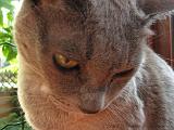 2006-09-11_Caressa_Toto_048