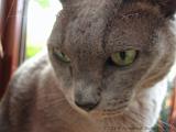 2006-09-11_Caressa_Toto_050