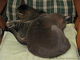 2006-09-11_Caressa_Toto_053