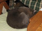 2006-09-11_Caressa_Toto_055