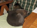 2006-09-11_Caressa_Toto_056
