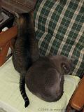 2006-09-11_Caressa_Toto_058
