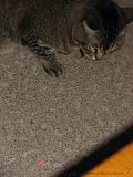 2006-09-11_Caressa_Toto_071