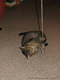 2006-09-11_Caressa_Toto_076