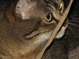 2006-09-11_Caressa_Toto_079