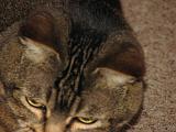 2006-09-11_Caressa_Toto_080