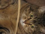 2006-09-11_Caressa_Toto_081