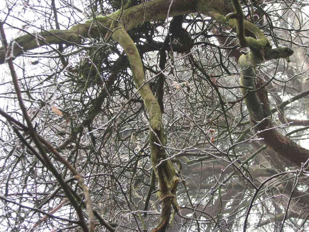 mistwandeling_006.jpg