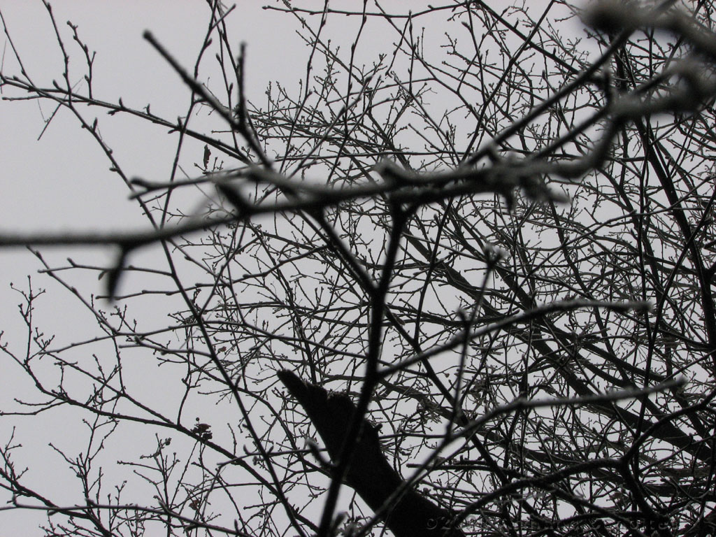 mistwandeling_007.jpg