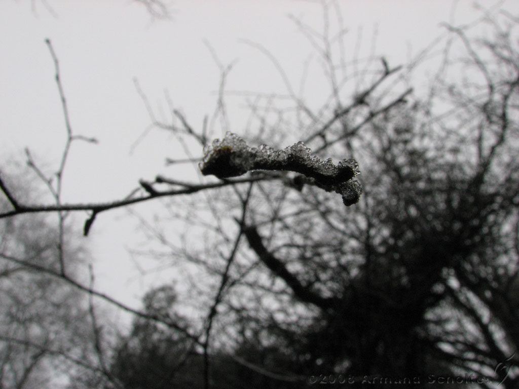 mistwandeling_008.jpg