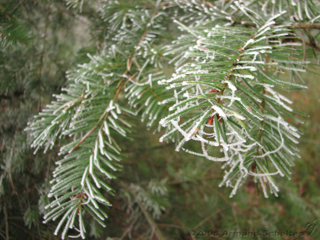 mistwandeling_011.jpg