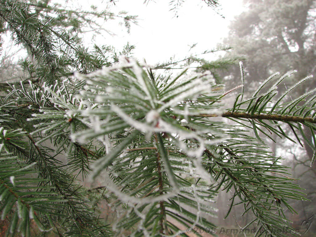 mistwandeling_012.jpg