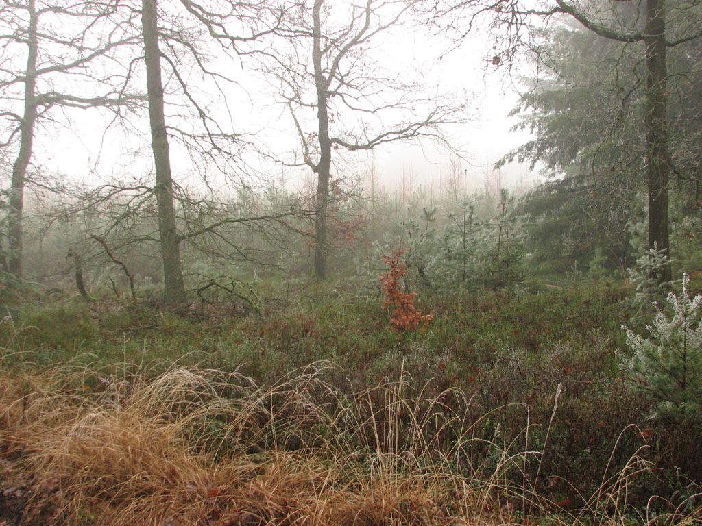 mistwandeling_013.jpg