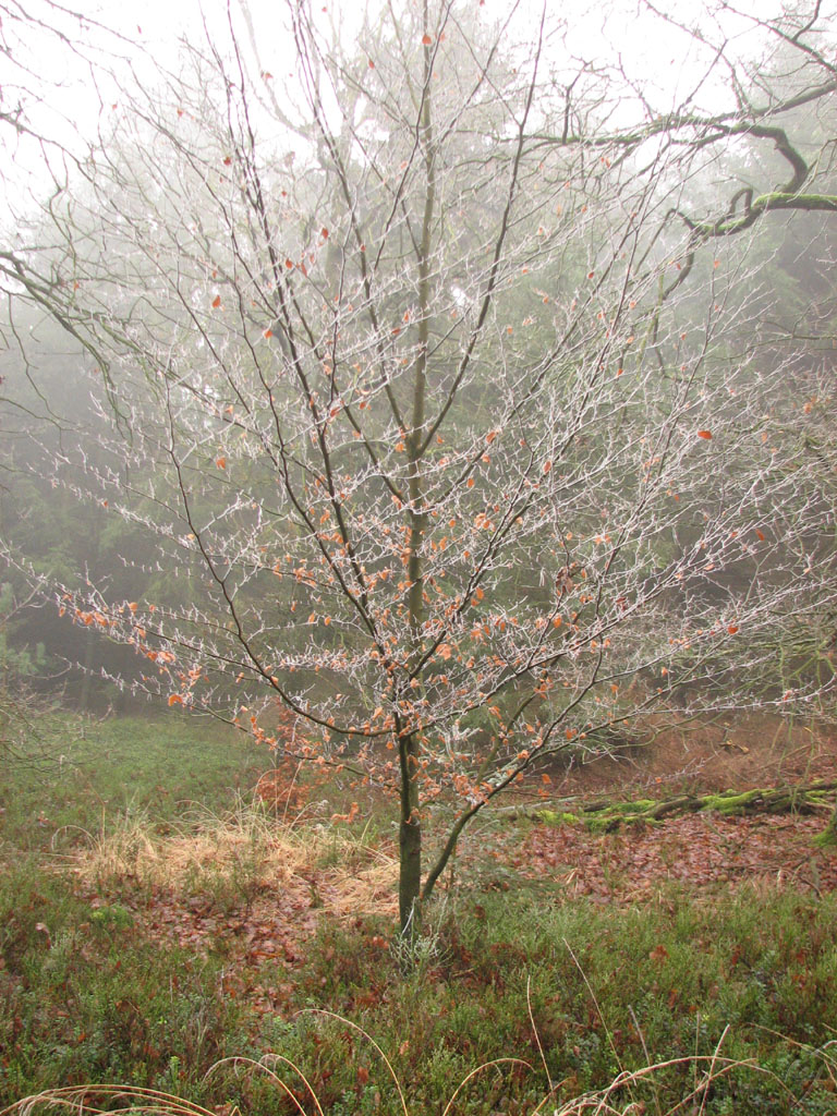 mistwandeling_014.jpg