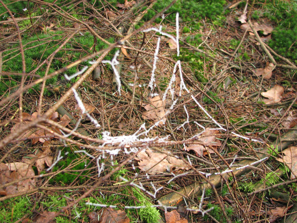 mistwandeling_017.jpg
