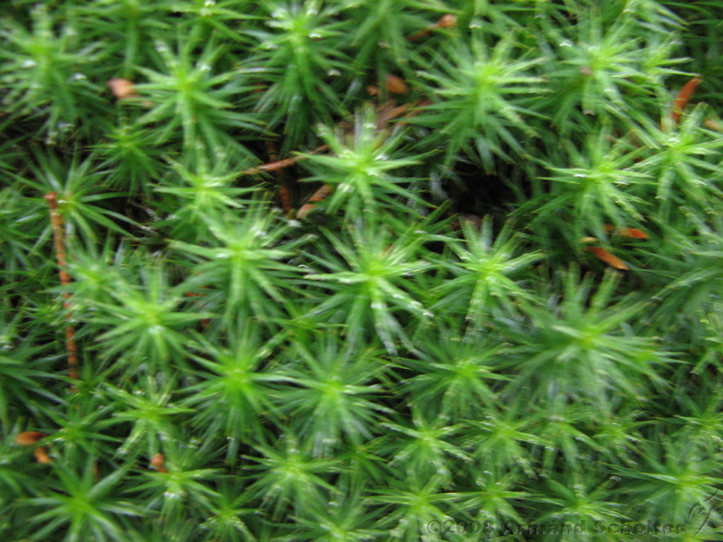 mistwandeling_018.jpg