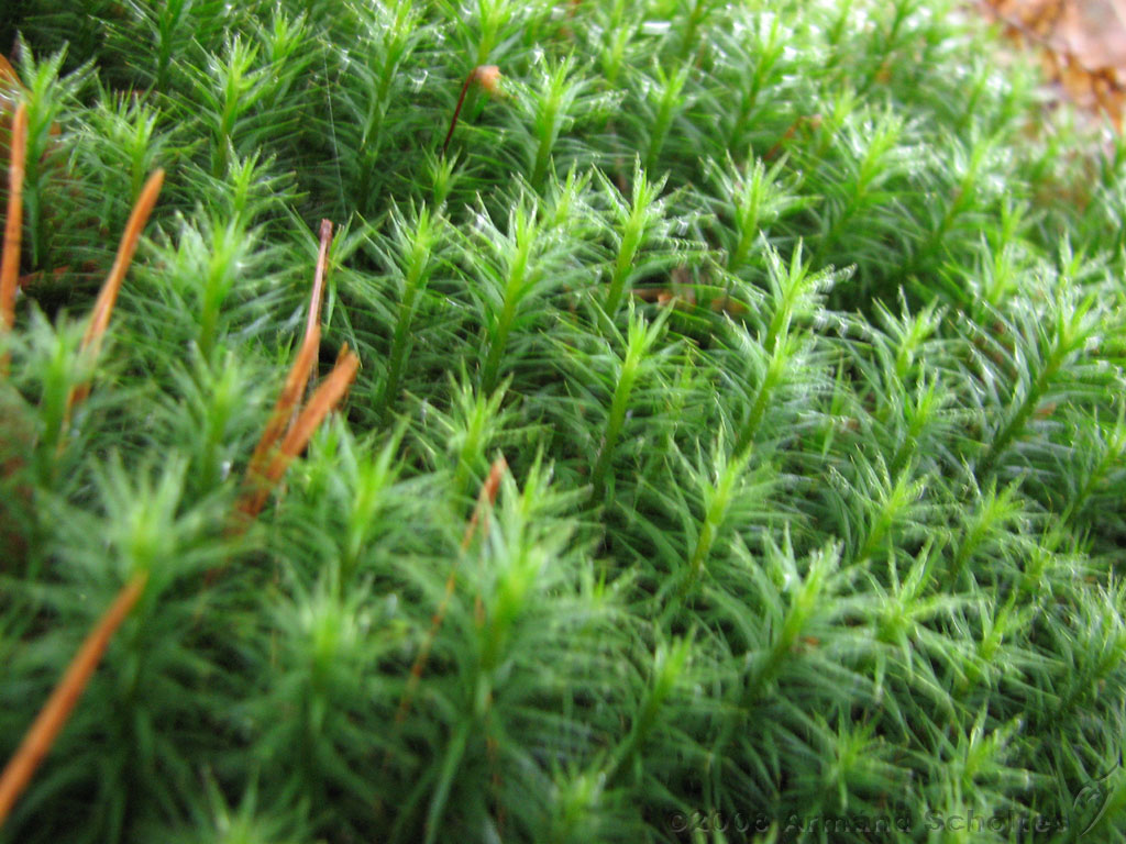 mistwandeling_019.jpg