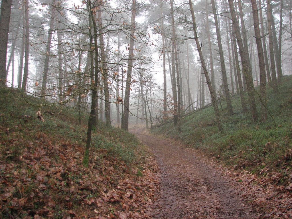 mistwandeling_020.jpg