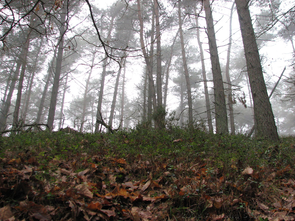 mistwandeling_022.jpg