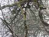 mistwandeling_006