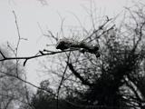 mistwandeling_008
